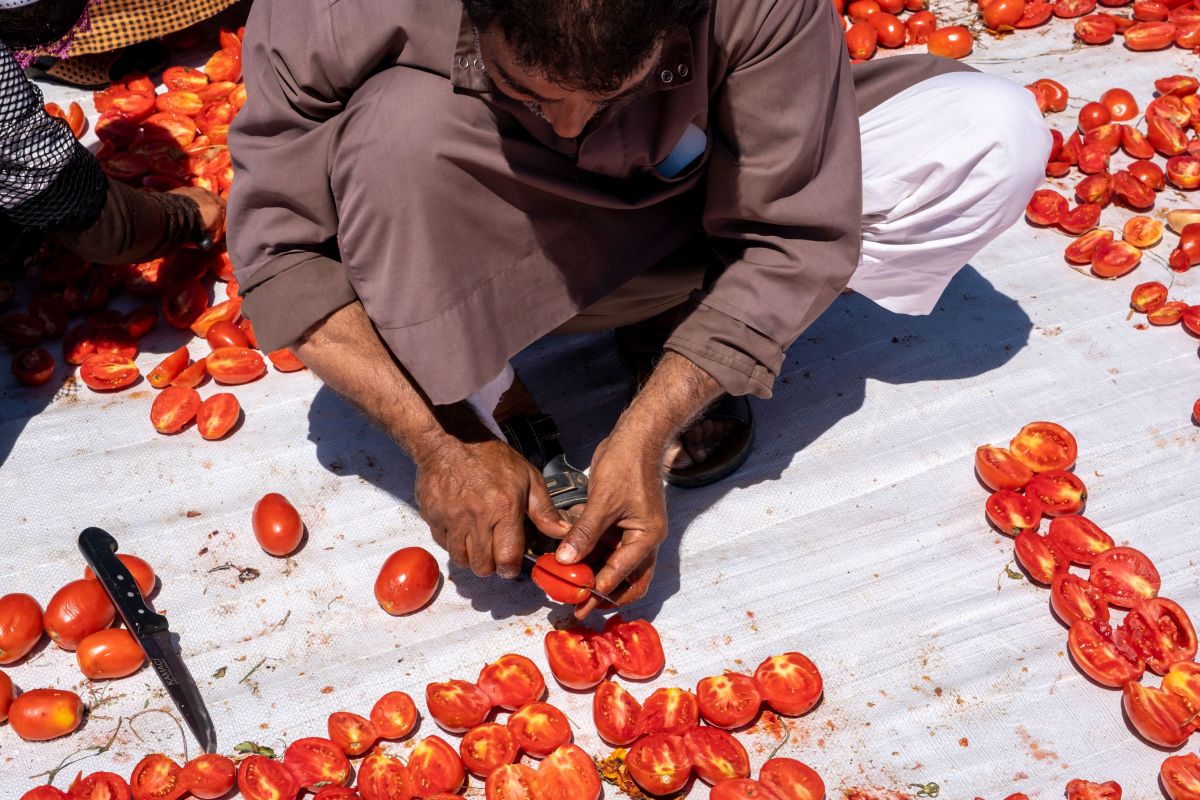 radnik seče paradajz turska