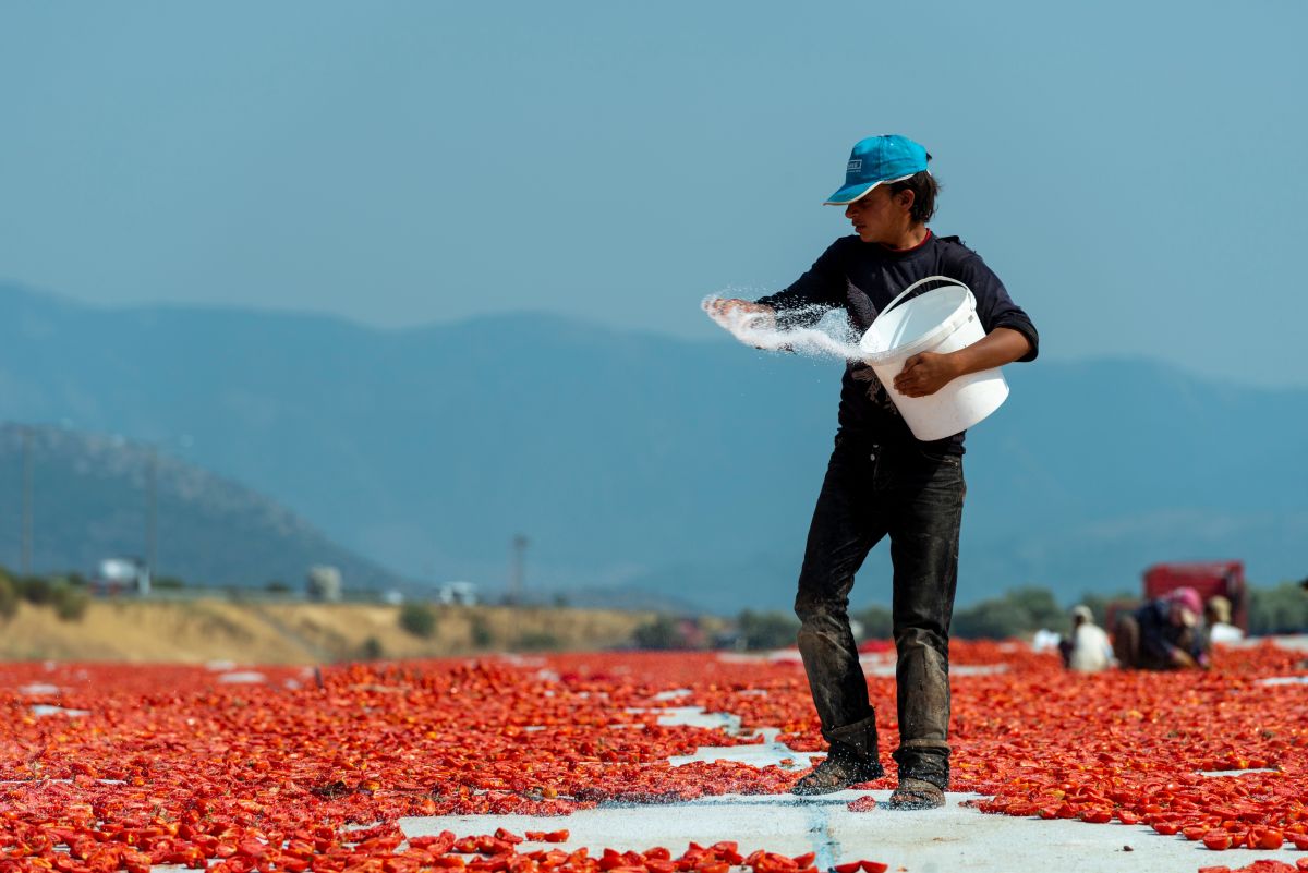sušeni paradajz turska radnik