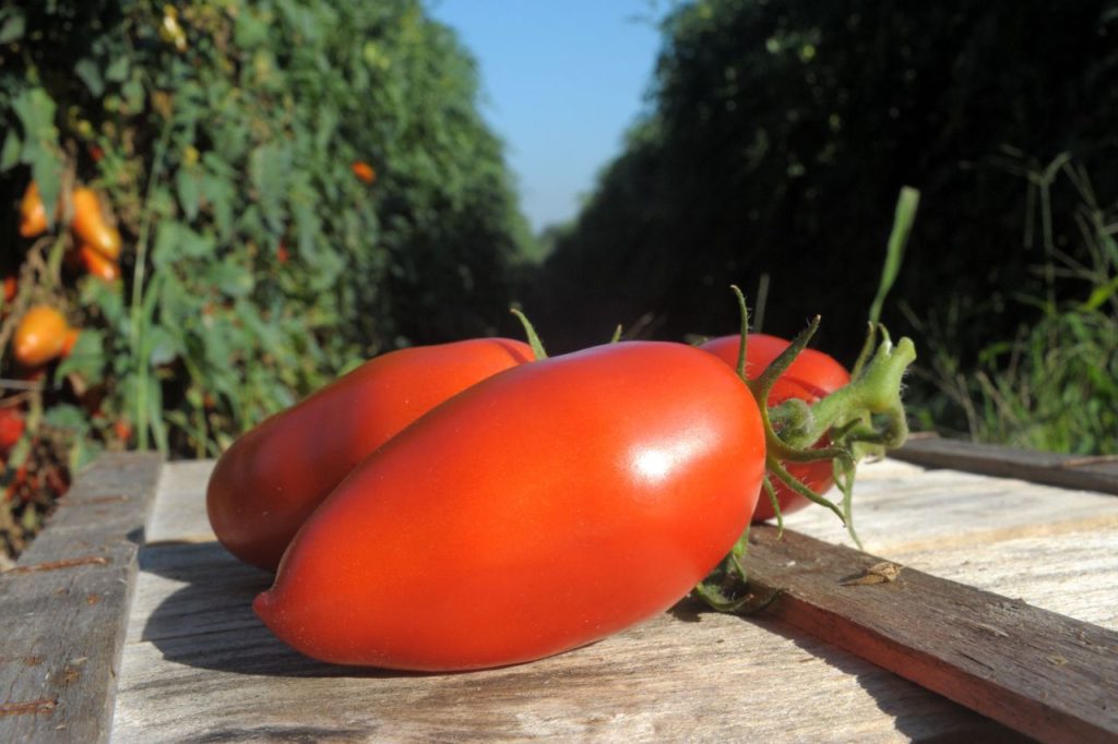 San Marzano paradajz