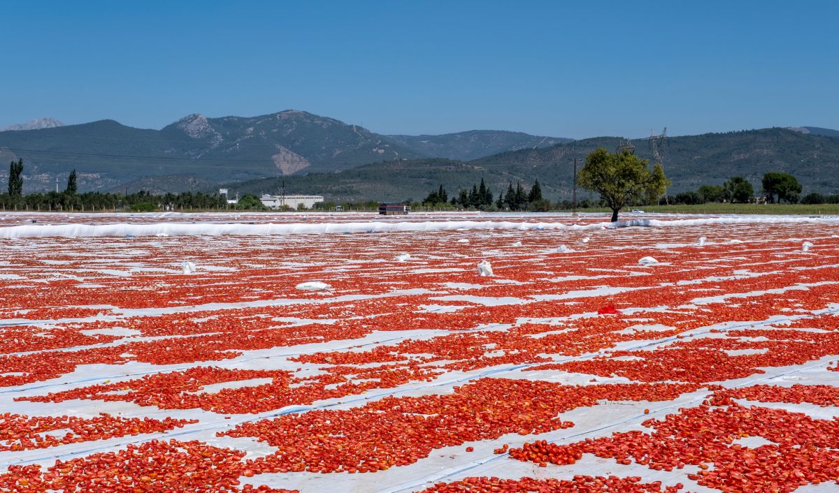 polja paradajz turska