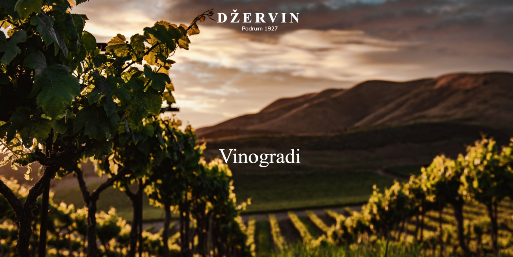 dzervin podrum 1927 vinogradi