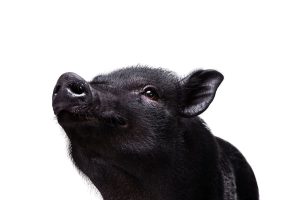 moravka rasa svinja