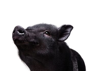 moravka rasa svinja