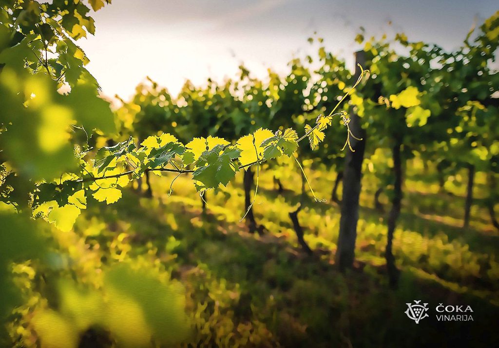 vinarija coka