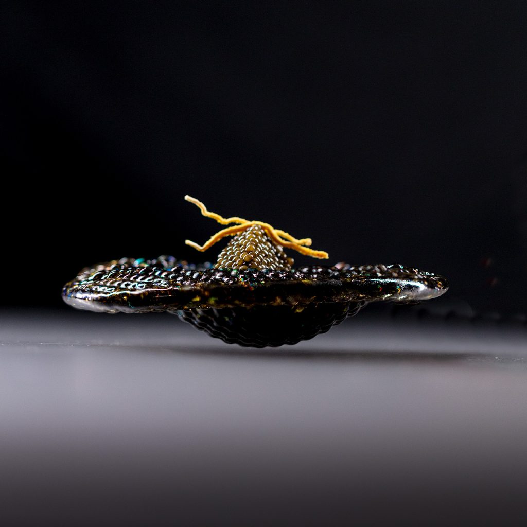 Alinea restoran, fine dining kavijar, Chef Grant Achatz
