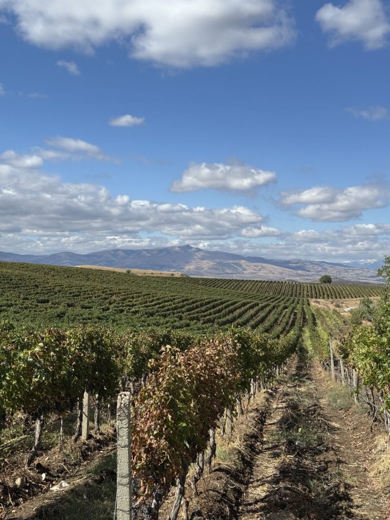 Tikveš Vinogradi - Domaine Lepovo, plantaža vinogradi