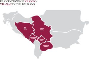 mapa balkanskog regiona i prikaz država i površina na kojima se uzgaja sorta grožđa vranac